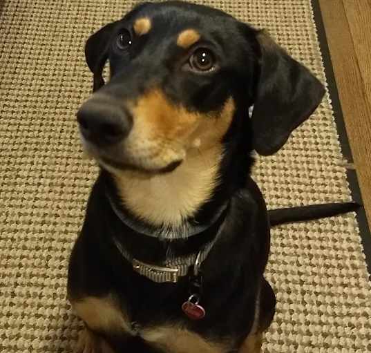 Photo of Annie
