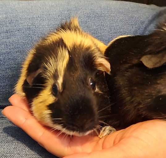 Photo of CiciLou & Mochibean