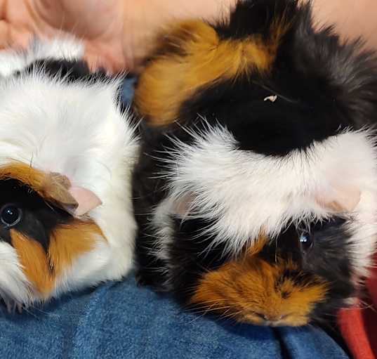 Photo of Eevee & Pikachue