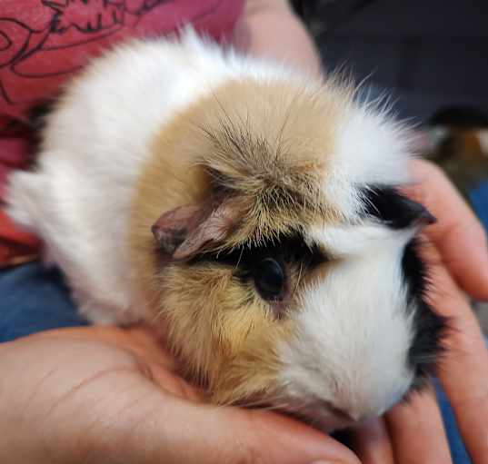 Photo of Willowendy