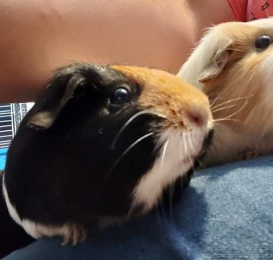 Photo of Cici & Trixee