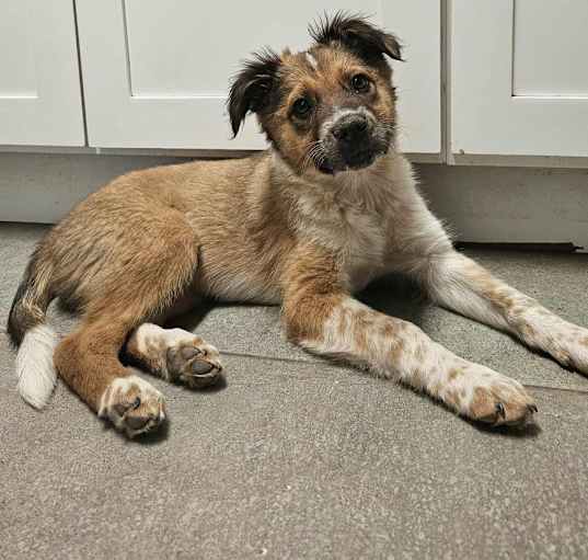 Photo of Scout