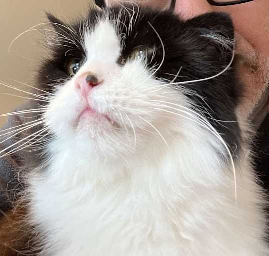 Photo of Harley