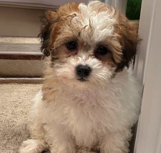 Photo of Bubba
