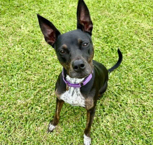 Photo of DAISEY