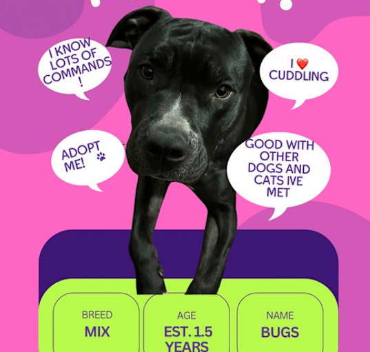Photo of BUGS