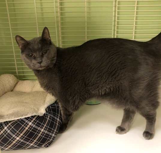 Photo of Smokey