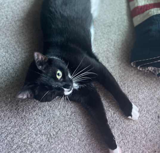 Photo of Sylvester