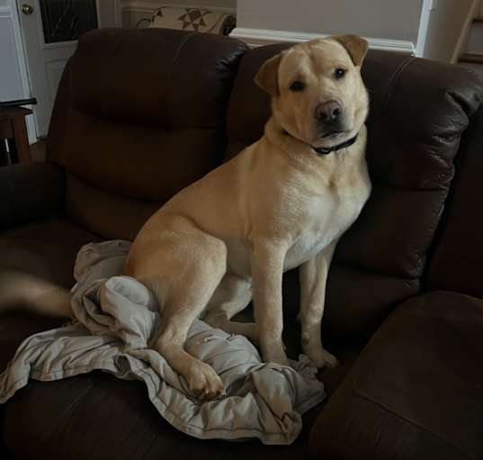 Photo of Rusty