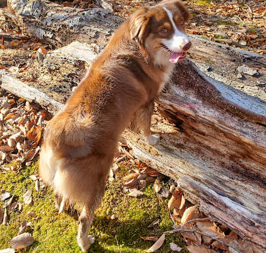 Photo of Redford