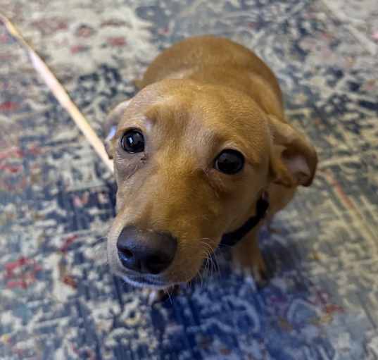 Photo of Daisy
