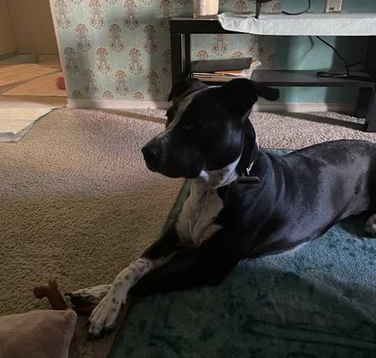 Photo of Chica