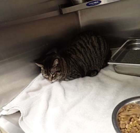 Photo of MS KITTY