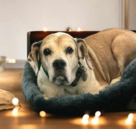 Photo of Fritz