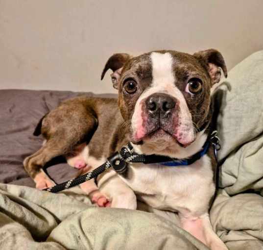 Photo of Bruin