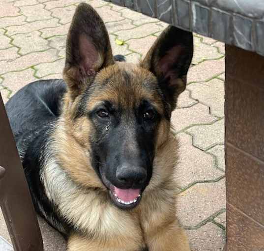 Photo of Luna