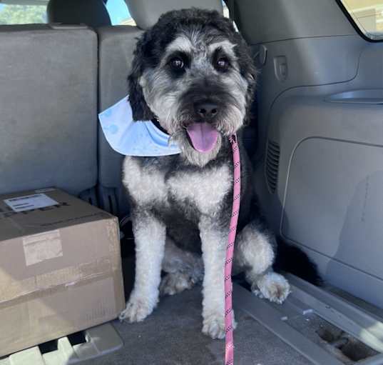 Photo of Sadie