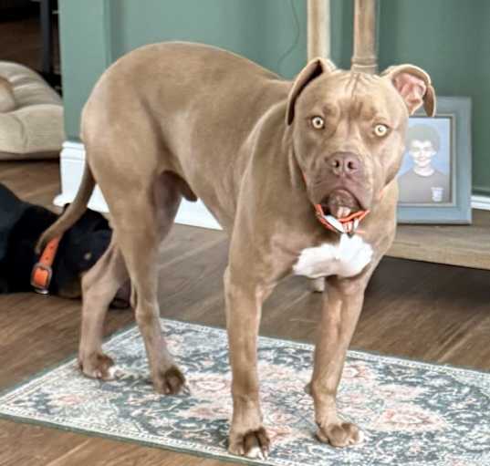Photo of Buddy