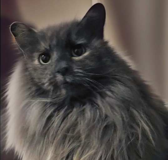 Photo of ANGORA