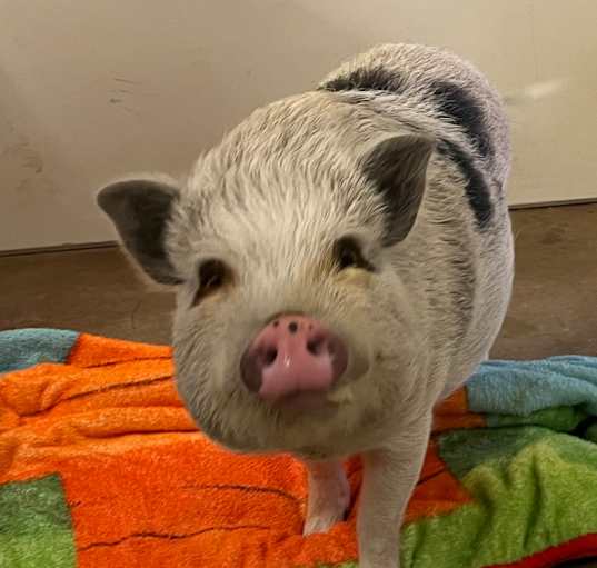 Photo of Pippa