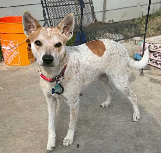 Photo of Penny