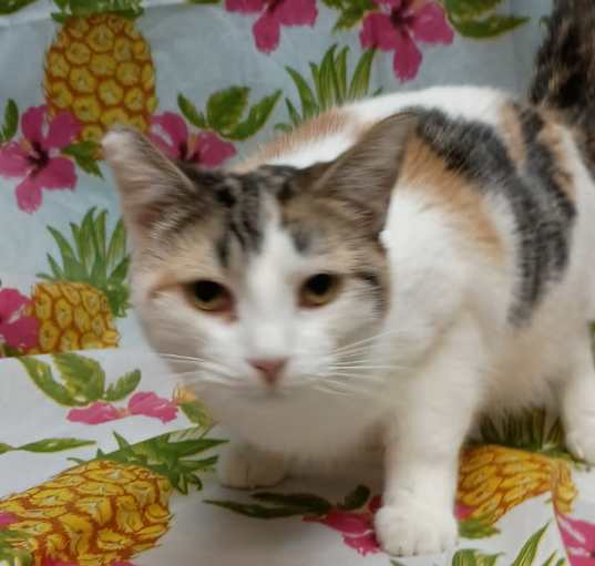 Photo of Nezuko