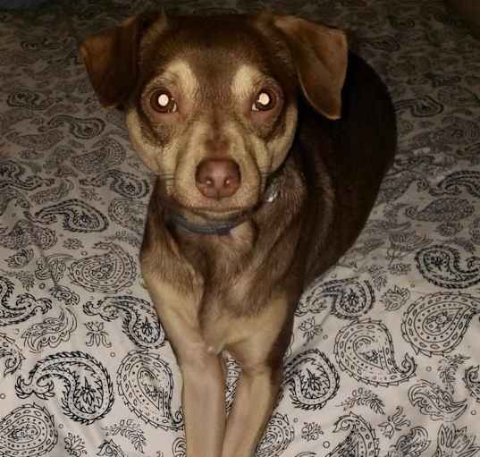 Photo of Misty