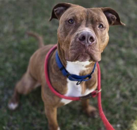 Photo of Scoob