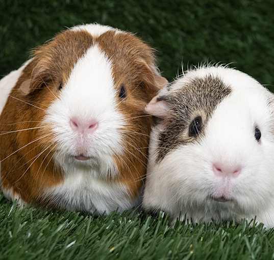 Photo of Latte & Munchkin