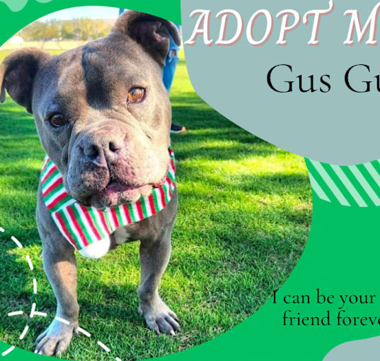 Photo of Gus Gus 