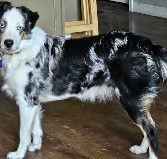 Photo of Willow