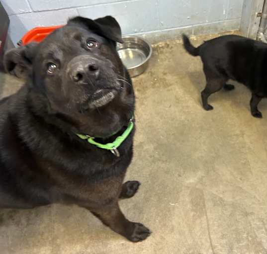 Photo of Diesel and Junior