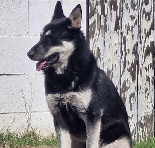 Photo of Suki