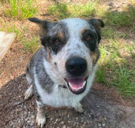 Photo of Ranger