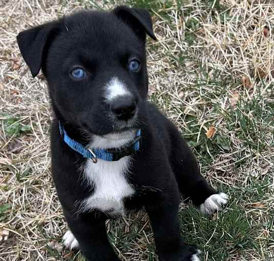 Photo of Comet
