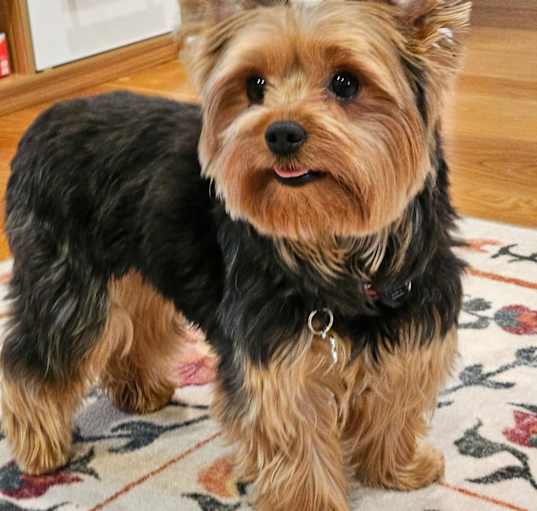 Photo of Suki