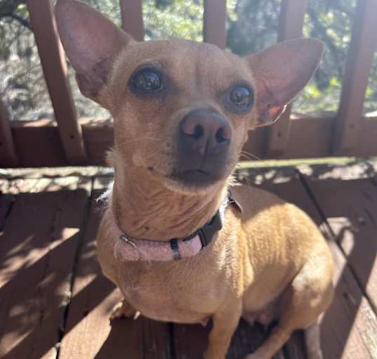 Photo of Phoebe