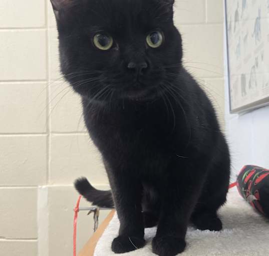 Photo of Sylvester