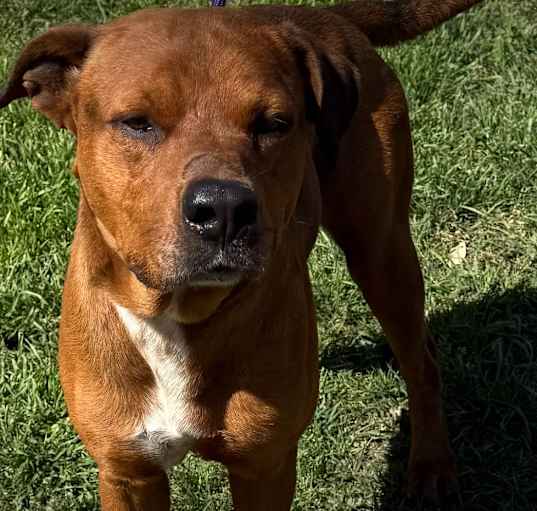 Photo of Alamo