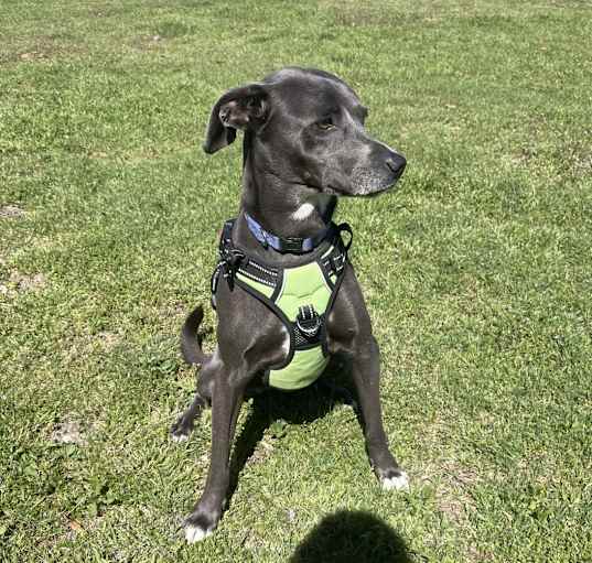 Photo of Izzy