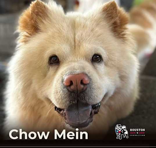Photo of Chow Mein