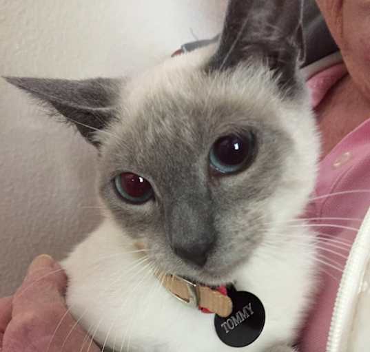 Photo of Tommy