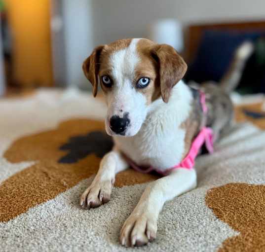 Photo of Roo