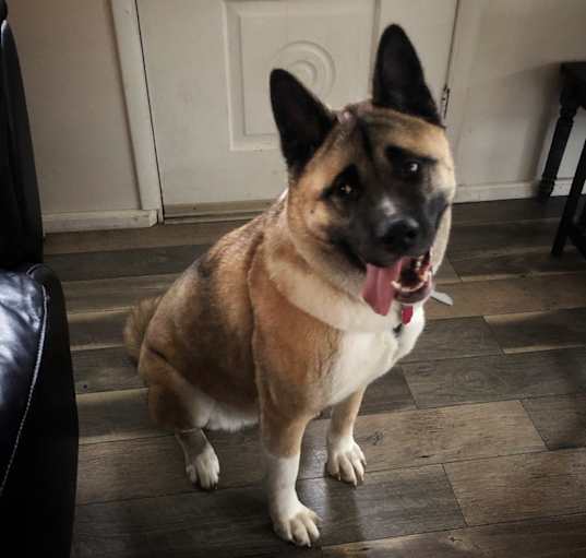 Photo of Kuma