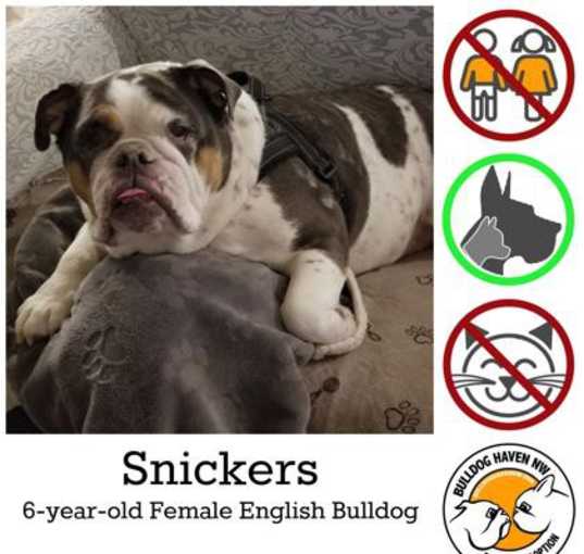 Photo of Snickers