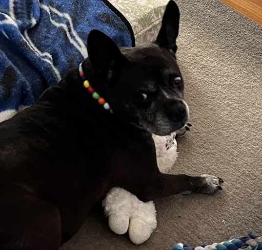 Photo of Harley