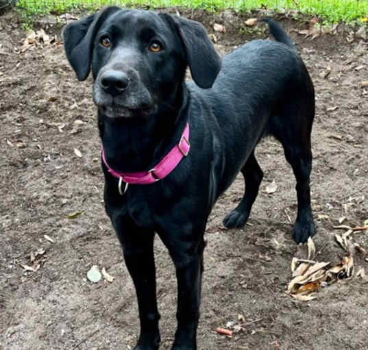 Photo of magnolia