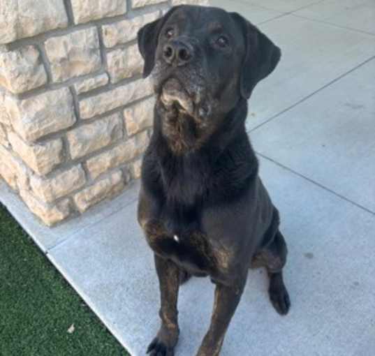 Photo of Shadow