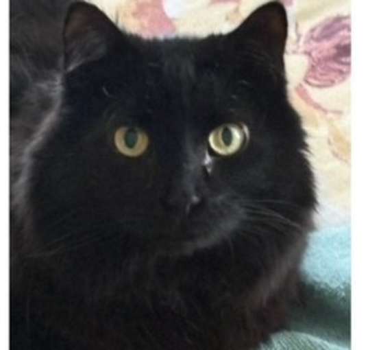 Photo of Smokey & Rosie