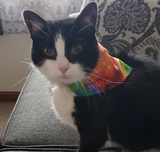 Photo of Miss Kitty